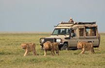 Ngorongoro Crater Day Tour Big Five Safari Adventure