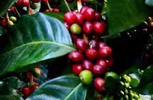 Eco-Hike in Minca: Coffee Tour, Waterfall & Chocolate Experience!