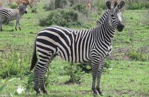  3 Days 2 night Safari in Mikumi by Boat with Train From Zanzibar