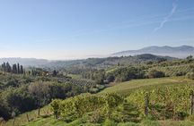 Self Guided Bike Tour from Lucca to Montecarlo Wine Roads