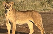 Explore Nairobi National Park with Transportation