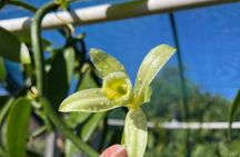 Maui Vanilla Farm Tour Discover Organic Farming and Tasting