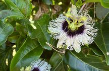 Maui Vanilla Farm Tour Discover Organic Farming and Tasting