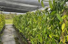 Maui Vanilla Farm Tour Discover Organic Farming and Tasting