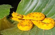 La Fortuna Night Walk (Private Tour)