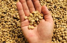 Eco-Hike in Minca: Coffee Tour, Waterfall & Chocolate Experience!