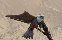 Abu Dhabi Desert Safari BBQ Dinner Camel Ride and Live Shows