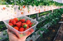 Herb Island & Sanjung Lake & Bidulginang Water Falls & Strawberry