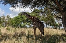 Mikumi Wonderful Safari with Open Jeeps