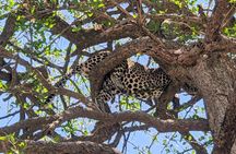 Mikumi Wonderful Safari with Open Jeeps