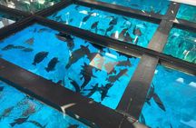 Glass Bottom Boat Excursion in Sharm El Sheikh