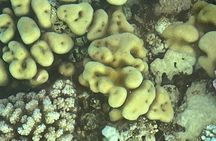 Glass Bottom Boat Excursion in Sharm El Sheikh