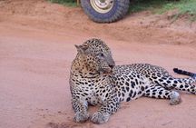 Yala National Park Private Safari (All Inclusive) From Hikkaduwa