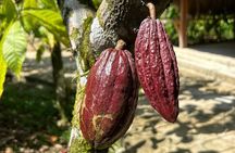 Mayan Chocolate Making & Waterfall Tour from Placencia