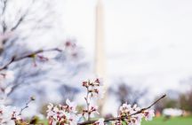 Cherry Blossoms & Monuments Tour with 10+ Stops and Boat Cruise