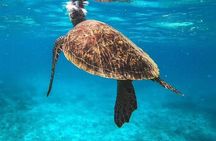 Dimaniyat Islands Snorkeling Adventure Private Tour