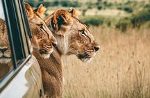 Exclusive Big Five Safari with Wine Tasting & Lunch