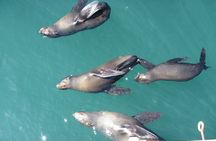 Cape Town Private Walking Tour with a Local