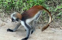 Spice Farm,Jozani forest,Kuza cave,Paje beach&The Rock Restrant 