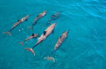Dolphin Watching Cruise with Underwater Observatory Viewing