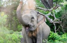 Yala National Park Full Day Safari Tours Eagle Safari