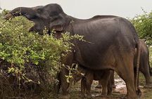 Yala National Park Full Day Safari Tours Eagle Safari