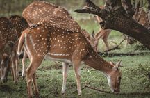 Yala National Park Full Day Safari Tours Eagle Safari