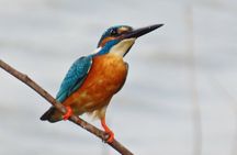 Bird watching in Colombo 
