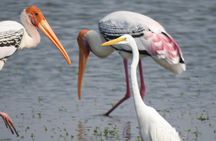 Bird watching in Colombo
