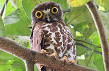 Bird watching in Colombo 