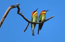 Bird watching in Colombo