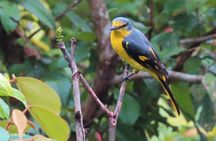 Bird watching in Colombo