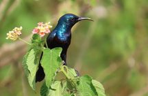 Bird watching in Colombo