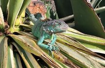 Agadir Crocoparc: Hotel Transfer + Tickets – Family Special