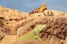 Agadir Crocoparc: Hotel Transfer + Tickets – Family Special