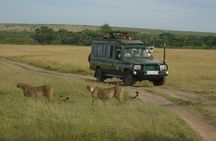 3-Day Masai Mara Group Safari with Pick Up