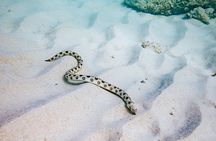  Turtle Spotting Snorkel Malmok And Tres Trapi