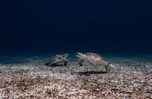  Turtle Spotting Snorkel Malmok And Tres Trapi