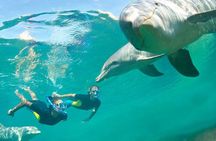 Dolphin Swim: Full-Day Snorkeling Cruise & Buffet Lunch