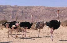 Desert Tour to Erg Chigaga from Zagora 