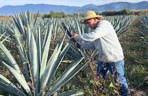 Wild Agaves Hiking Experience in Oaxaca