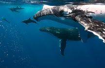 Private Tour Whale Watching Half Day Tour