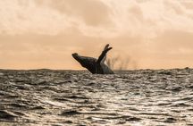 Private Tour Whale Watching Half Day Tour