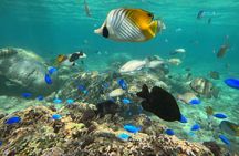 Okinawa Blue Cave Adventure