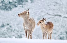 Best of Kyoto and Nara Highlights Day Tour from Osaka (7~9 spots)