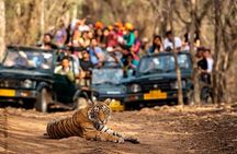 Private 4-Day Tiger Safari & Golden Triangle Tour from Delhi