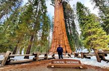 Giant Sequoia National Park Private Day Tour from Los Angeles