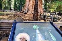 Giant Sequoia National Park Private Day Tour from Los Angeles