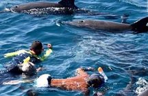 Mnemba Snorkeling Atoll With Swimming with Turtle & Kendwa beach