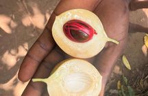 Spice Farm And Prison Island Tour With Swahili Lunch